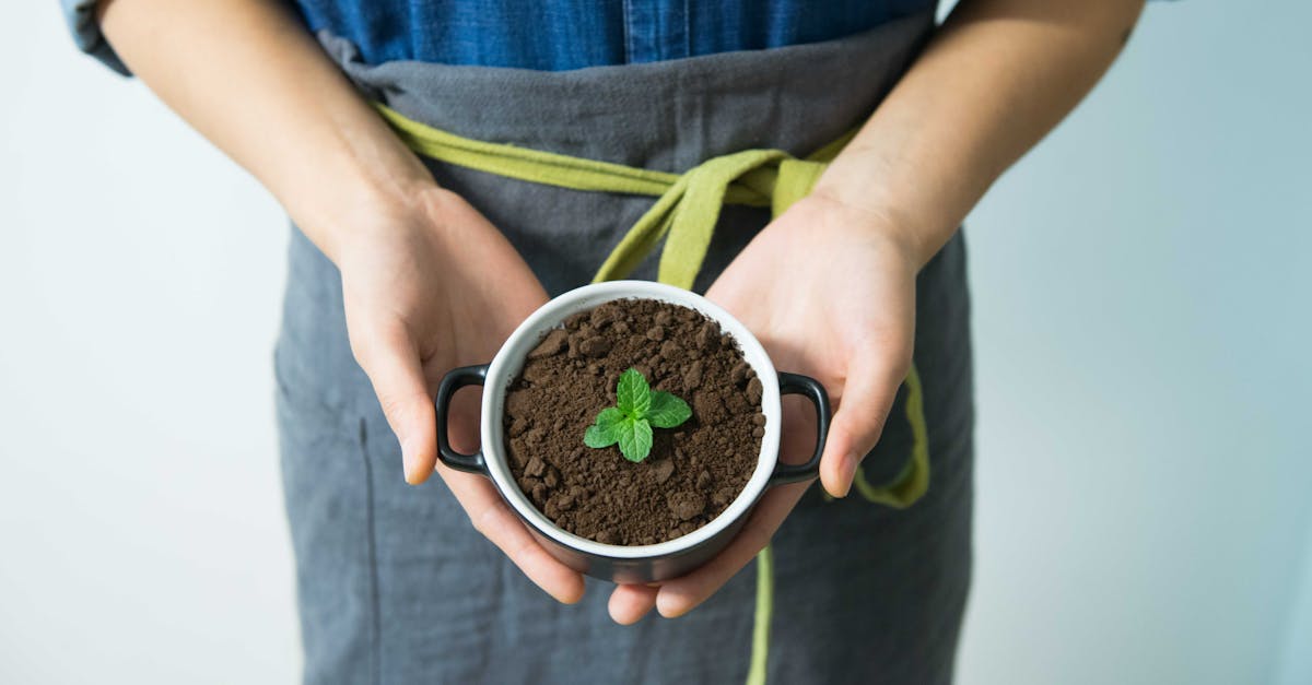 mint in a cup filled up with soil