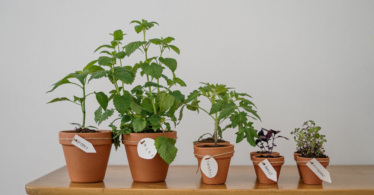 different herbs in different pots