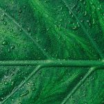 Optimal Humidity for Vertical Gardens: Beginner’s Guide